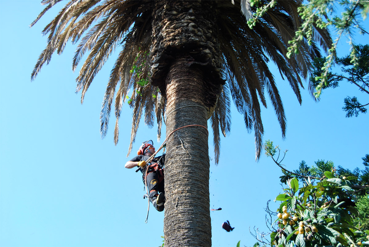 Potatura e abbattimento palme in treeclimbing