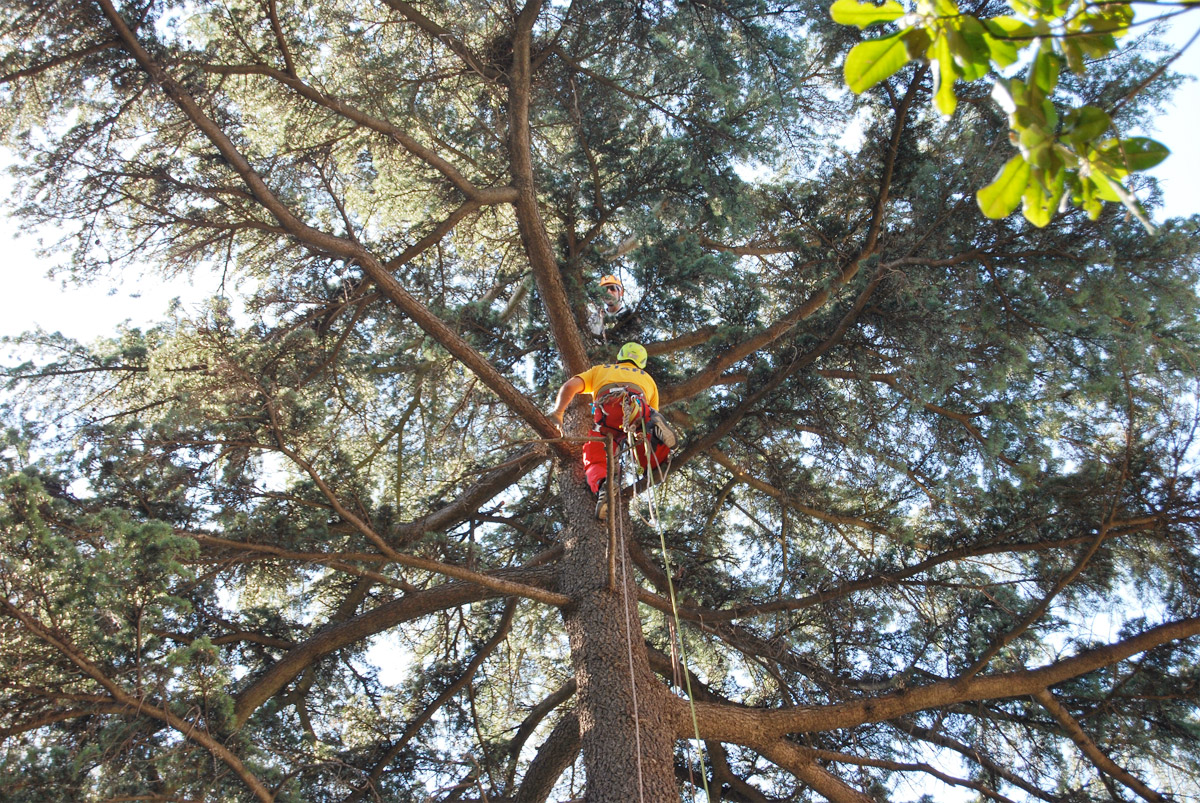 Potatura e abbattimento alberi in treeclimbing