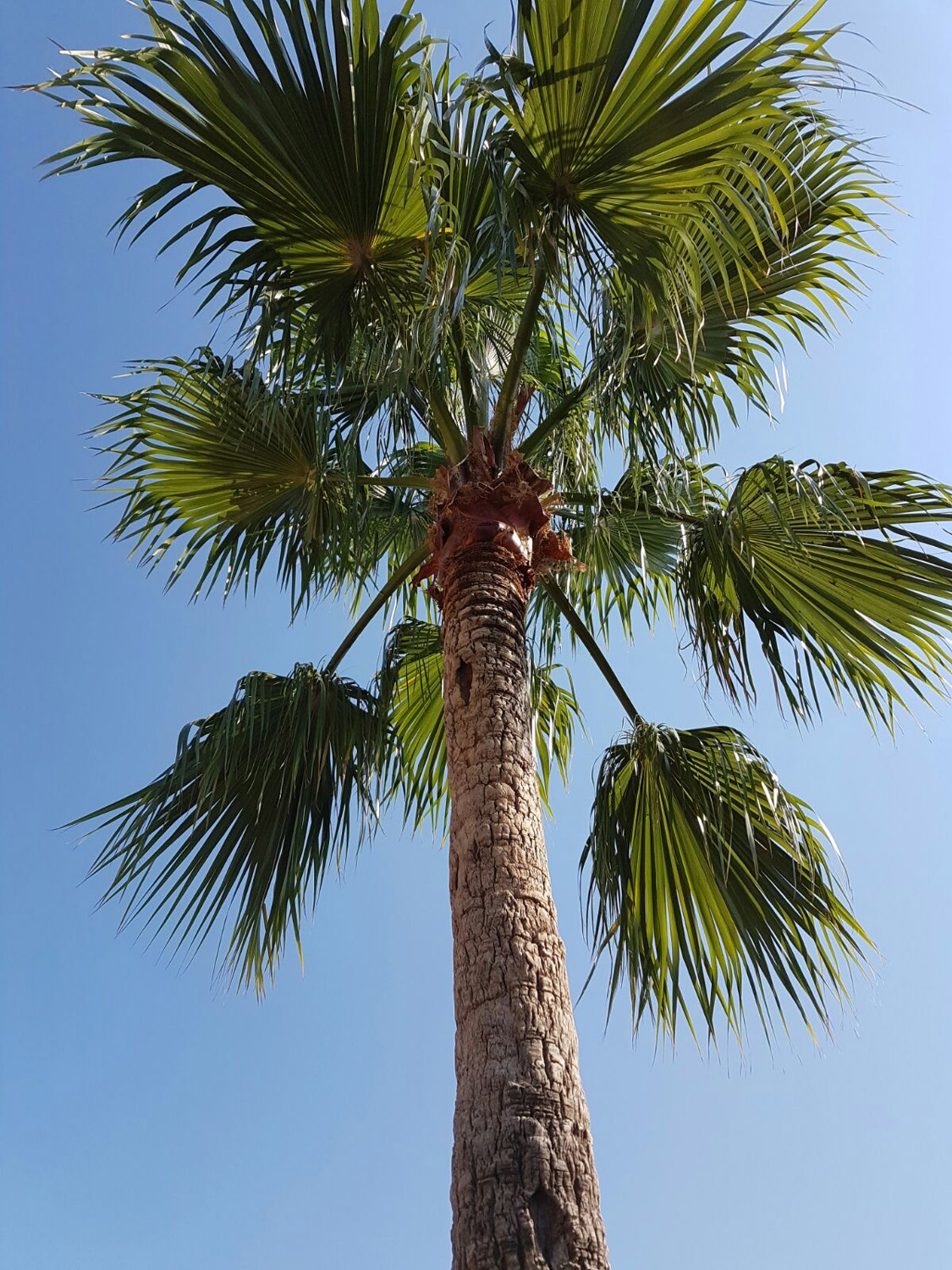 Fornitura piante palme
